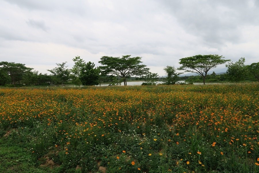 สิงห์ปาร์ค Singha Park辛哈公園