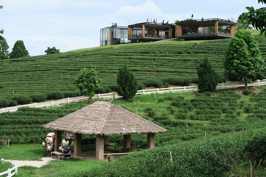 ไร่ฉุยฟง  Choui Fong Tea Farm翠峰茶園