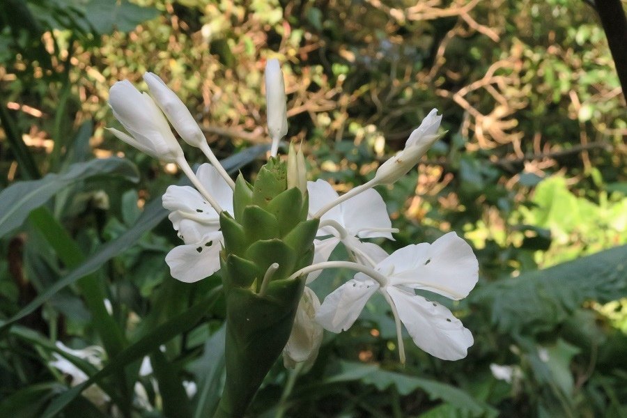 野薑花