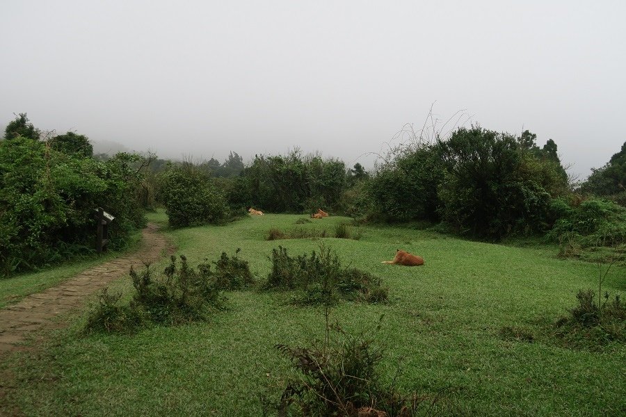 頂山石梯嶺步道