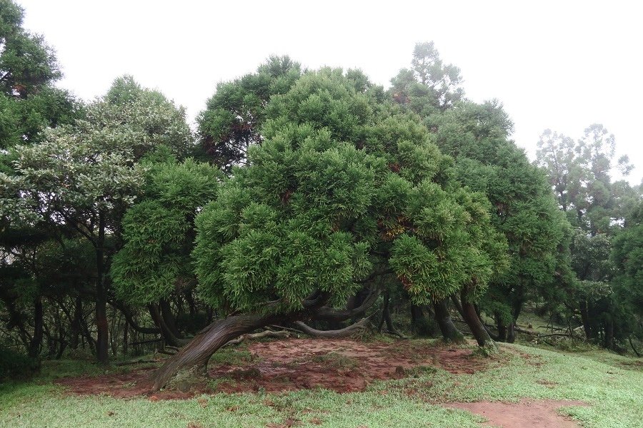 頂山石梯嶺步道