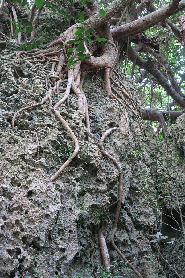 夾縫求生