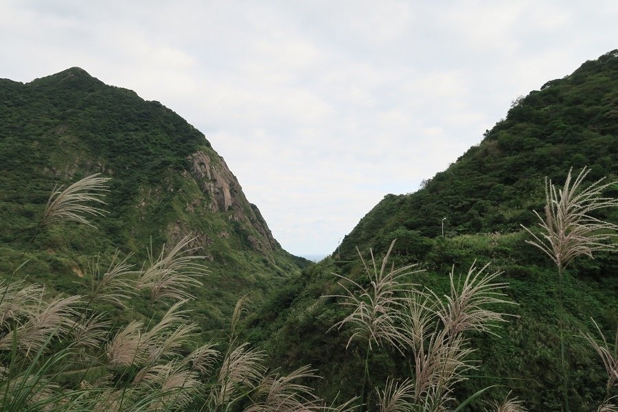 芒草與海