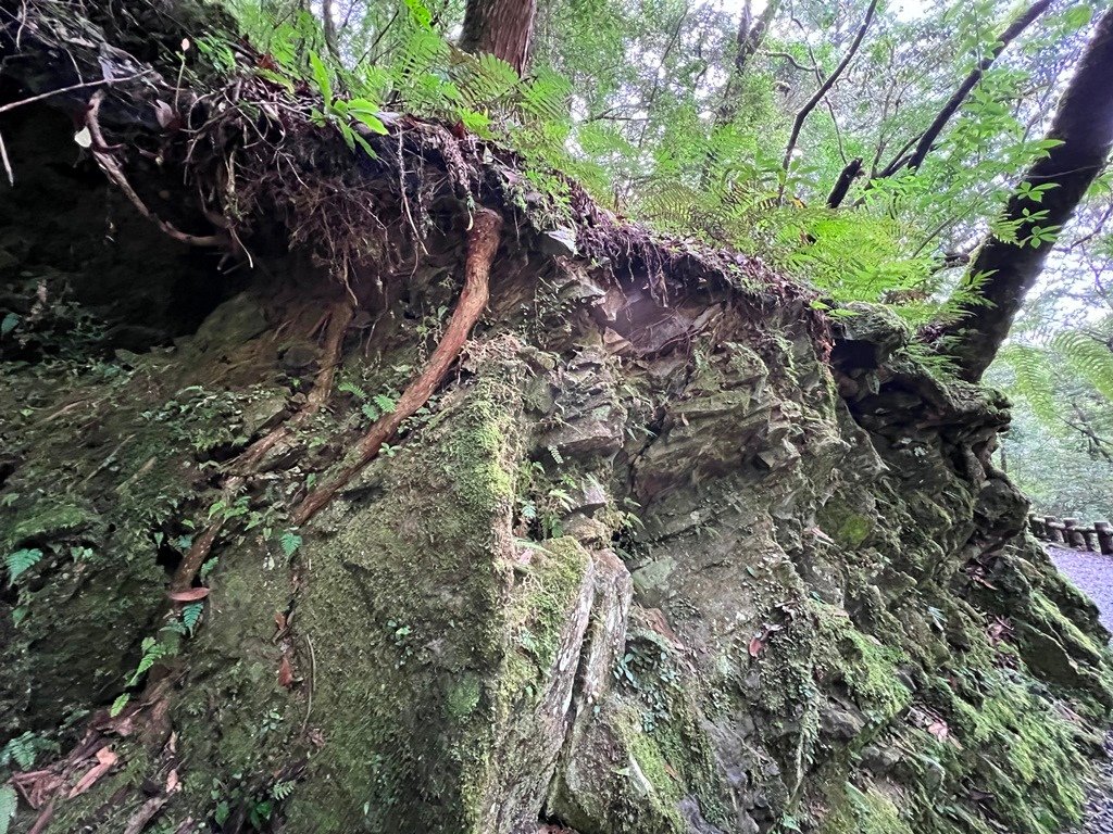 拉拉山國家森林遊樂區