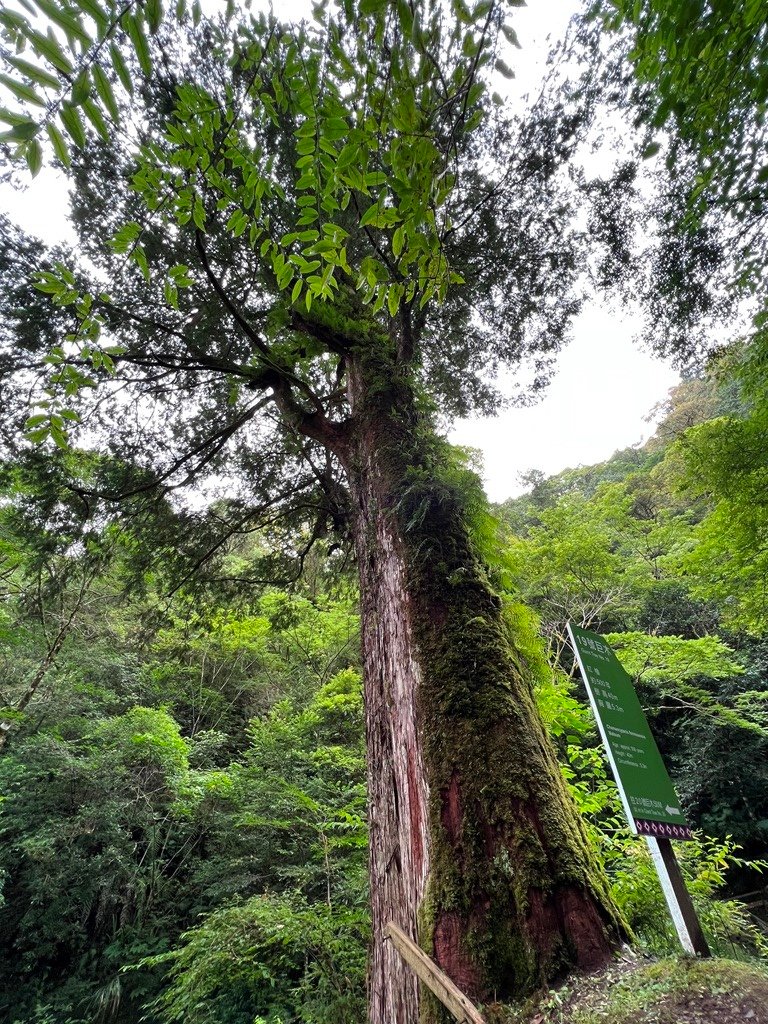 拉拉山國家森林遊樂區