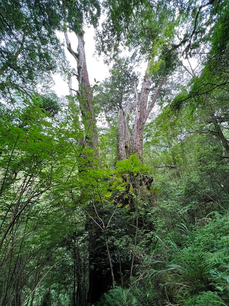 拉拉山國家森林遊樂區