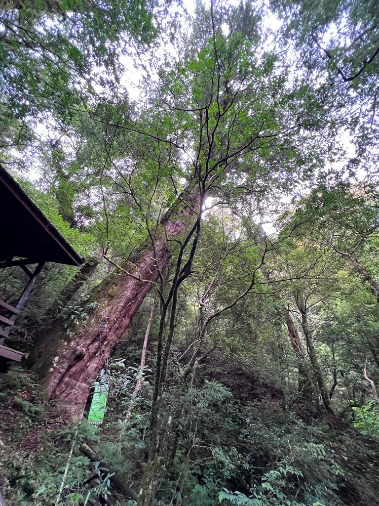 拉拉山國家森林遊樂區