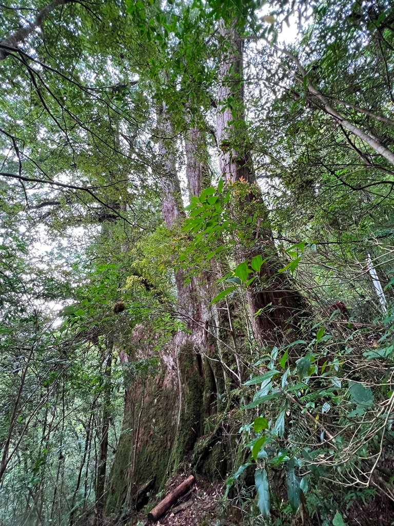 拉拉山國家森林遊樂區