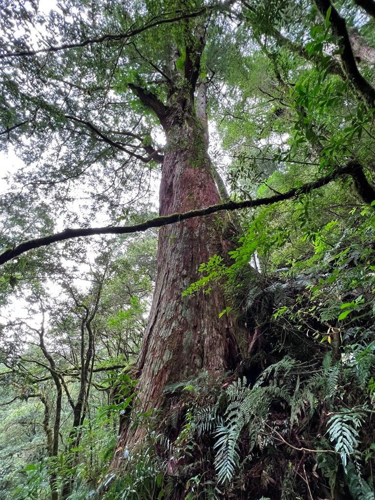 拉拉山國家森林遊樂區