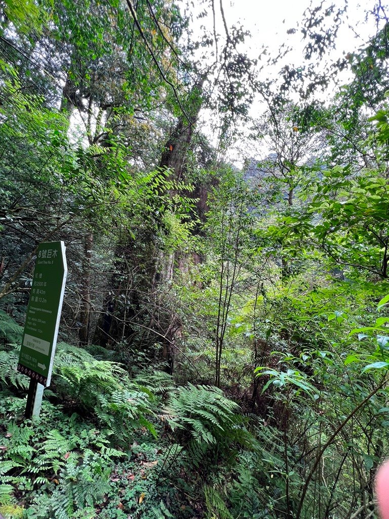 拉拉山國家森林遊樂區