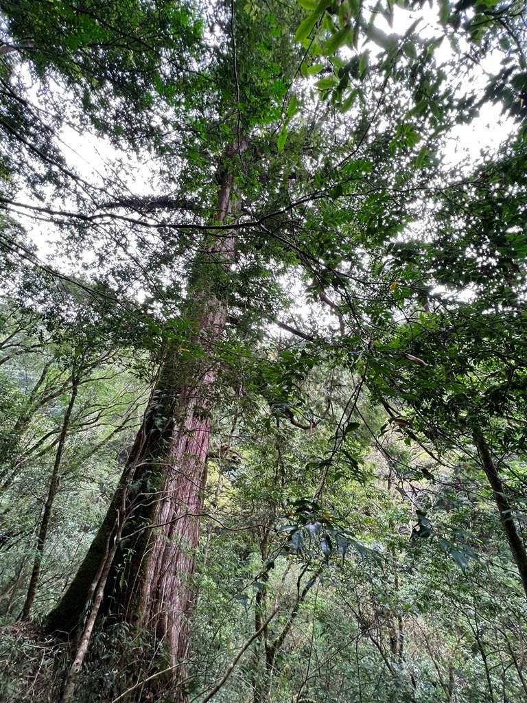 拉拉山國家森林遊樂區