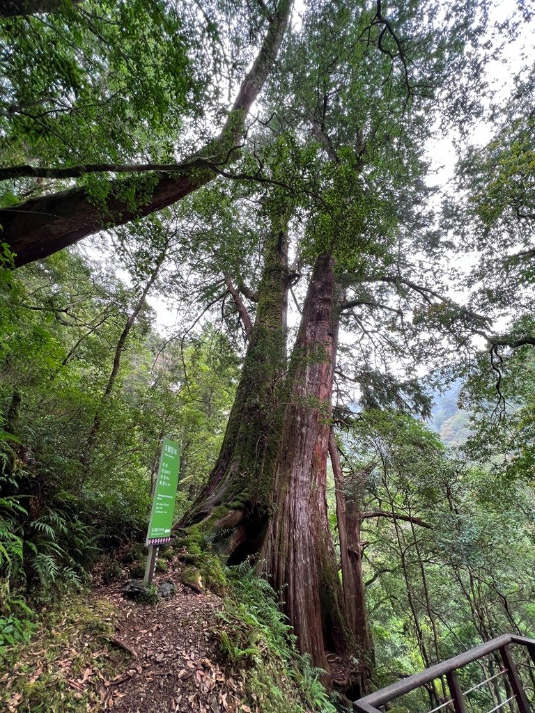 拉拉山國家森林遊樂區