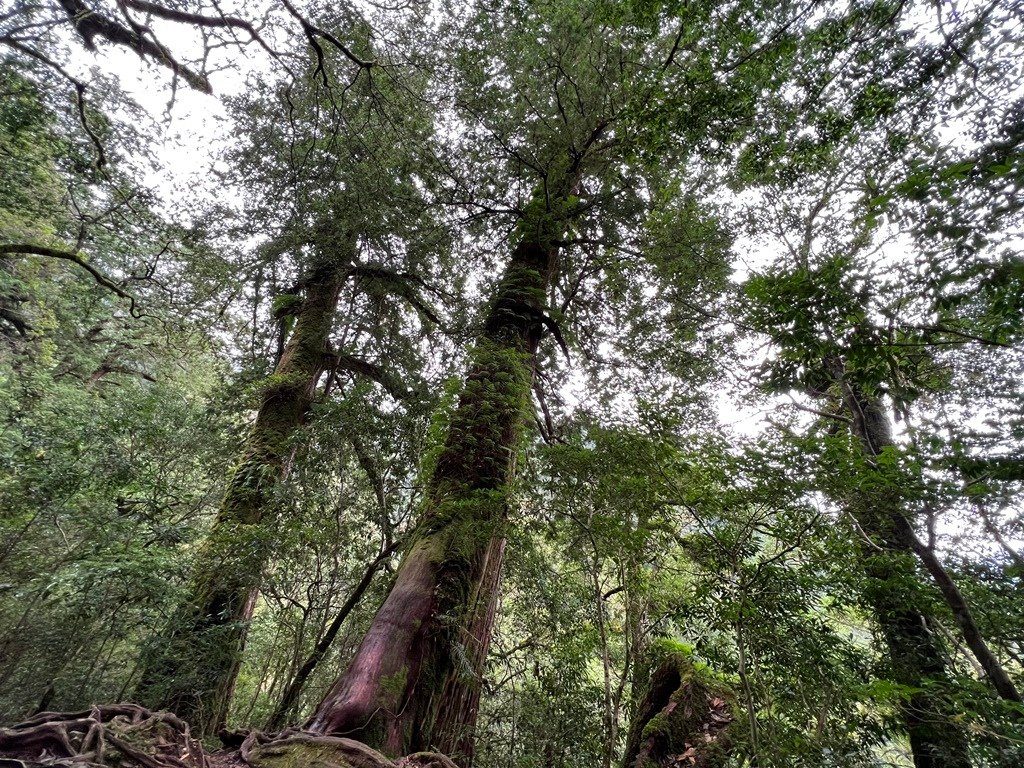 拉拉山國家森林遊樂區