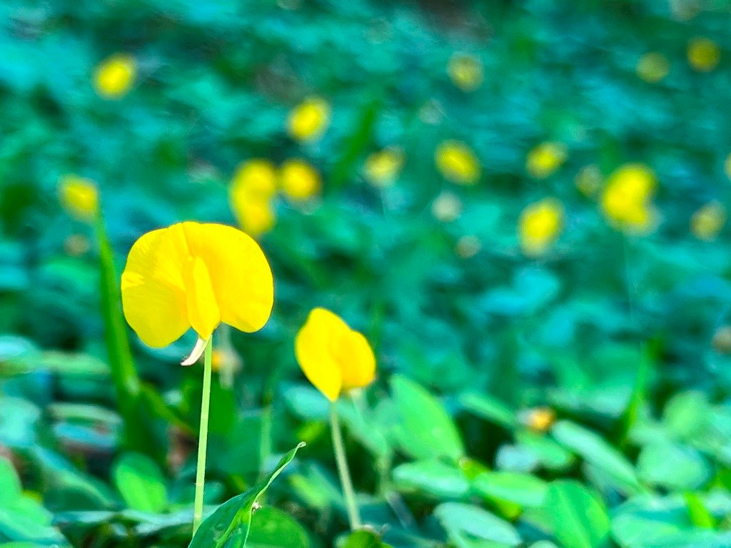 情人湖公園