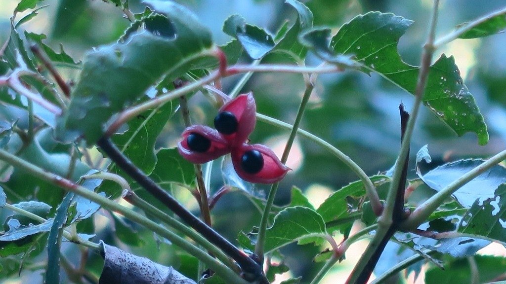 情人湖公園