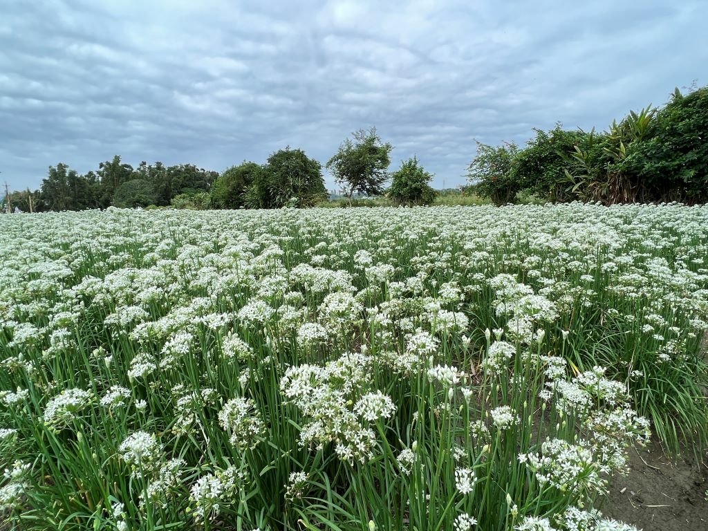 大溪韭菜花