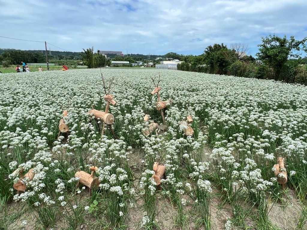 大溪韭菜花