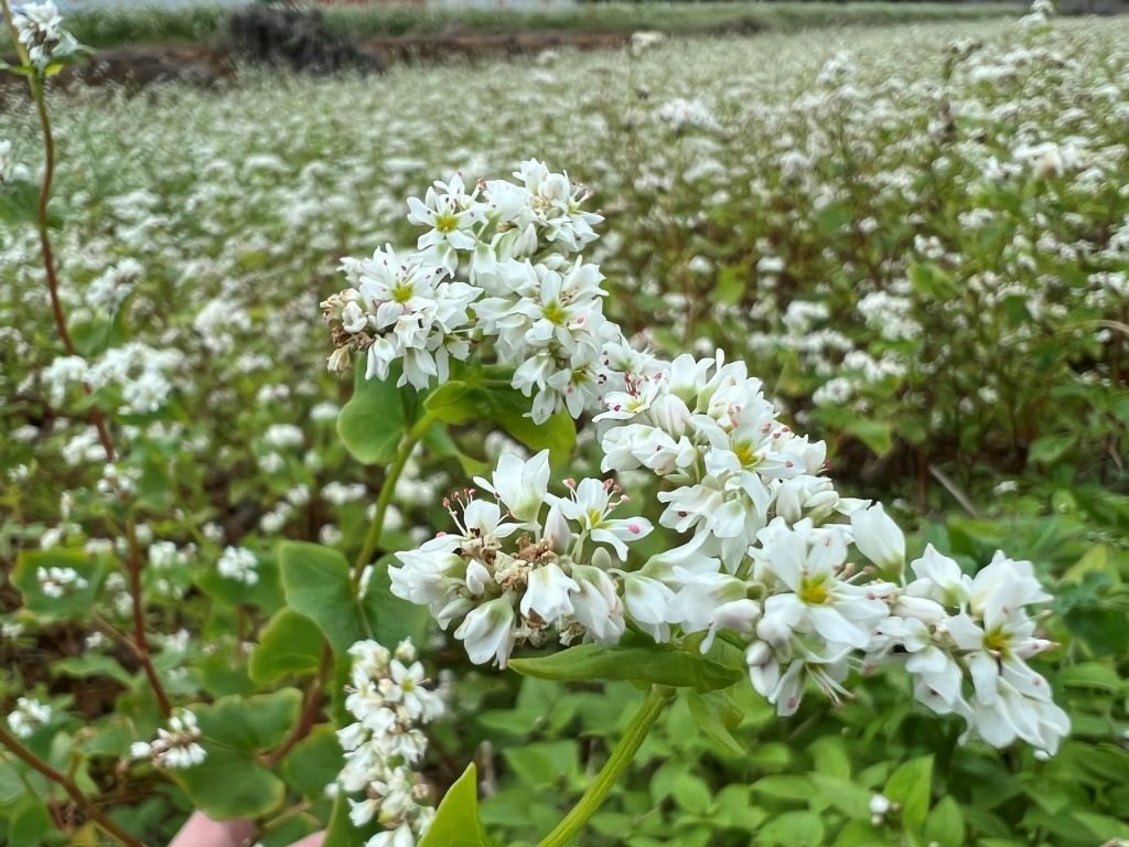 大園蕎麥花