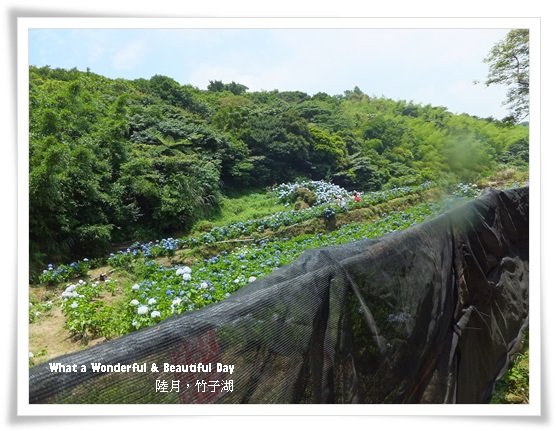 20130601追繡球花-6