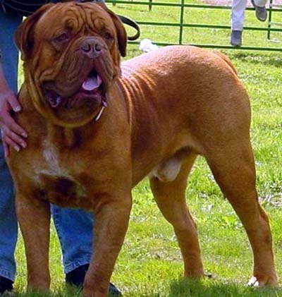 5.法國波爾多（Dogue de Bordeaux）.jpg