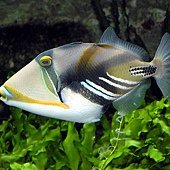 762px-Picasso.triggerfish.arp.jpg