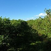 SAM_1477
