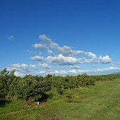 SAM_1479