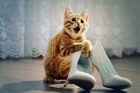 Cat-with-wedding-shoes1