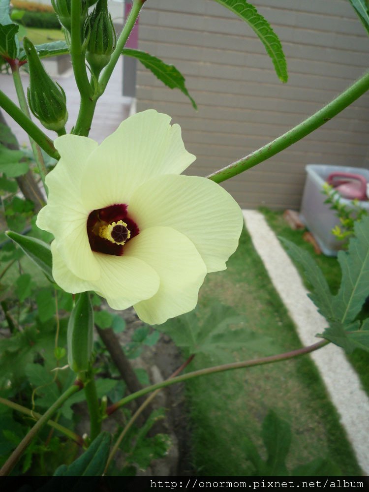 菜園-5.jpg