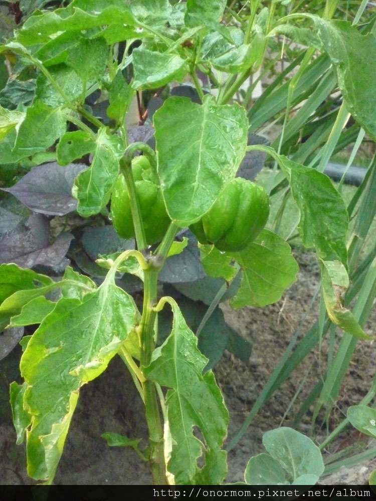 菜園-9.jpg