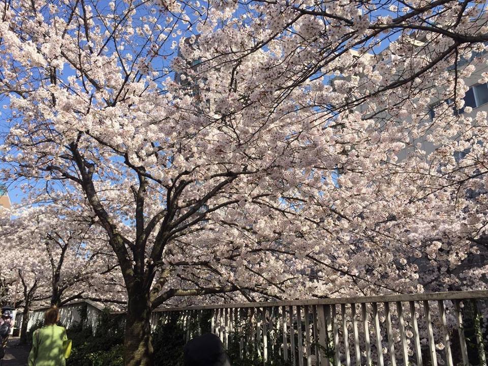 神田川.jpg