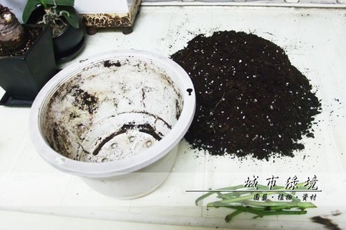 地瓜葉盆栽1