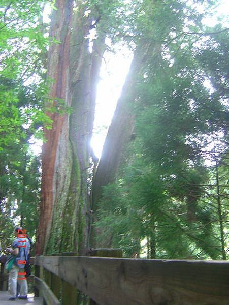 40檜山巨木群森林步道 1號神木.jpg