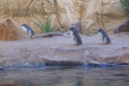 21雪梨水族館企鵝.jpg