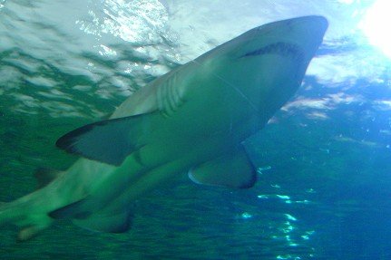 22雪梨水族館鯊魚.jpg