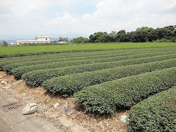 名間松柏嶺