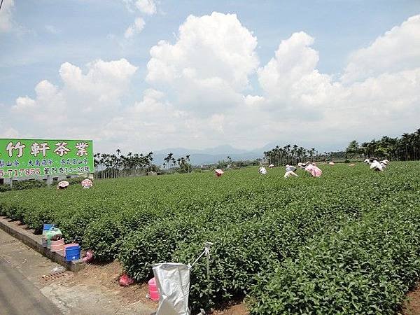 名間松柏嶺採茶