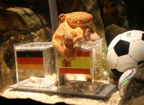6e878535c42a279f9103b72018191cba-getty-germany-animal-fbl-wc2010-ger-esp-octopus-offbeat.jpg