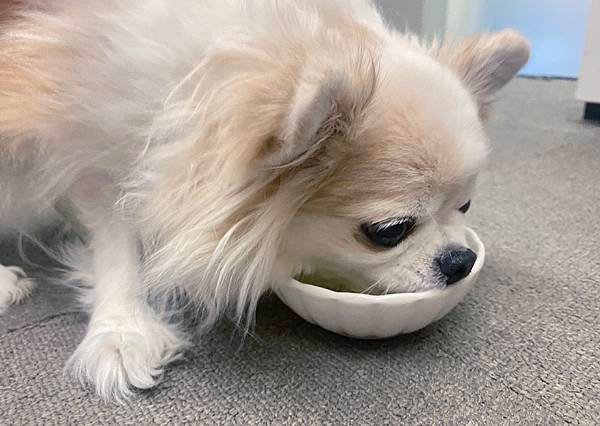 【成犬濕糧推薦】即開即食~【Cesar®西莎®鮮肉主食碗】 