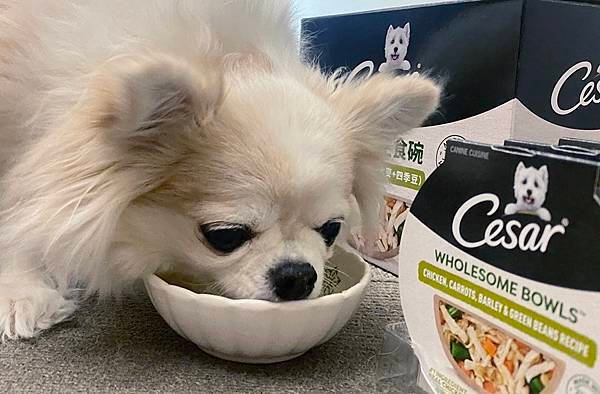 【成犬濕糧推薦】即開即食~【Cesar®西莎®鮮肉主食碗】 