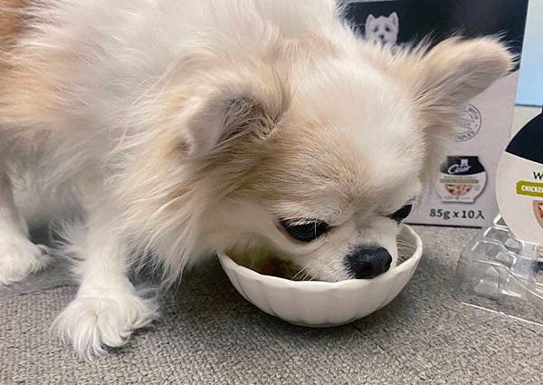 【成犬濕糧推薦】即開即食~【Cesar®西莎®鮮肉主食碗】 