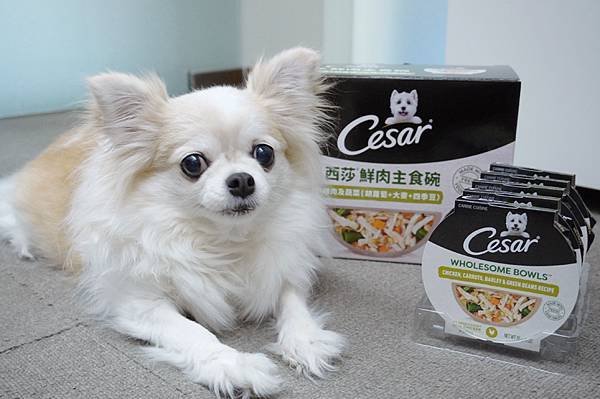 【成犬濕糧推薦】即開即食~【Cesar®西莎®鮮肉主食碗】 