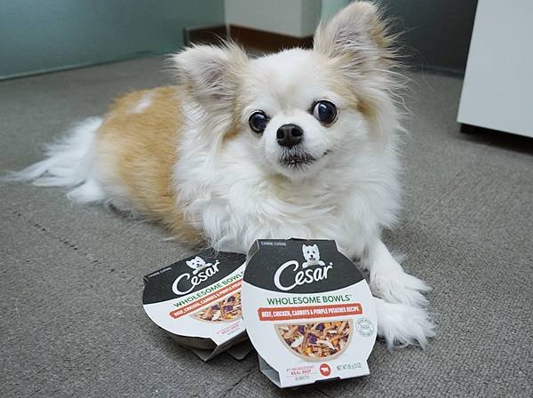 【成犬飼料推薦】即開即食~Cesar 西莎鮮肉主食碗 ♥ 真