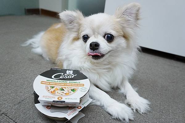 【成犬飼料推薦】即開即食~Cesar 西莎鮮肉主食碗 ♥ 真