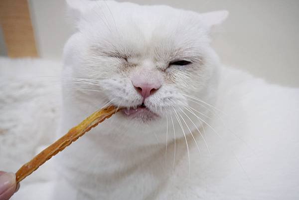 【貓咪零食推薦】適口性超棒! 專為貓咪設計的零食 ♥ 美味Q