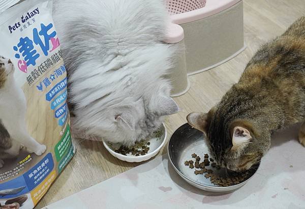 【喵星人主食推薦】健康飲食=幸福關鍵 !  給毛孩全方位的營