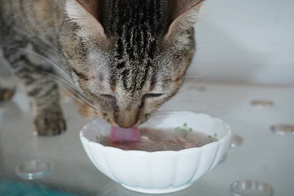 【喵星人主食推薦】健康飲食=幸福關鍵 !  給毛孩全方位的營