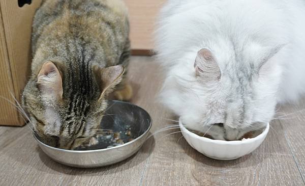 【喵星人主食推薦】健康飲食=幸福關鍵 !  給毛孩全方位的營