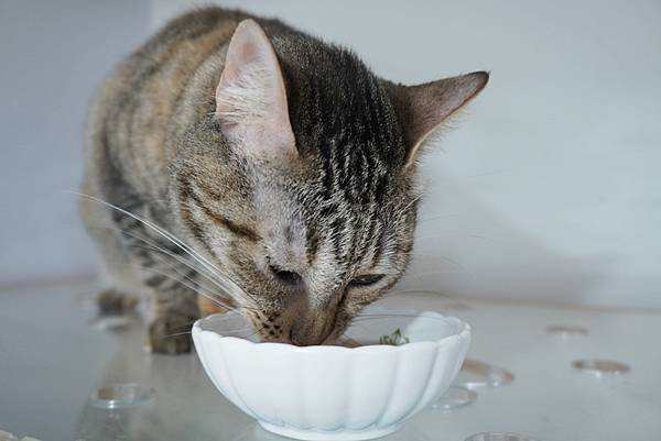 【喵星人主食推薦】健康飲食=幸福關鍵 !  給毛孩全方位的營