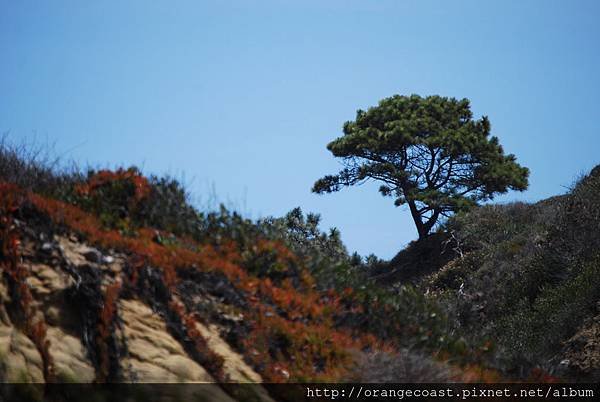 Torrey Pines 070